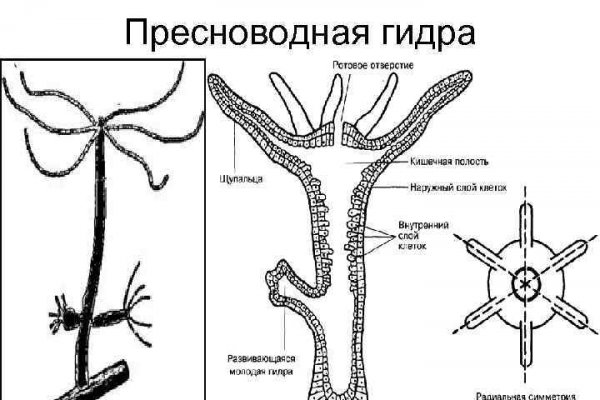 Как вывести деньги с кракена