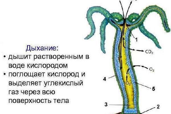 Кракен сайт для наркоманов